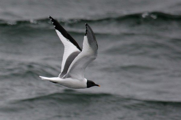 Sabine's Gull